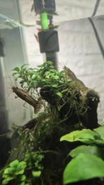 Dwergkreeft Cambarellus, Dieren en Toebehoren, Vissen | Aquariumvissen, Kreeft, Krab of Garnaal