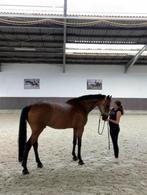 Ruiter zoekt ervaren paard, Dieren en Toebehoren