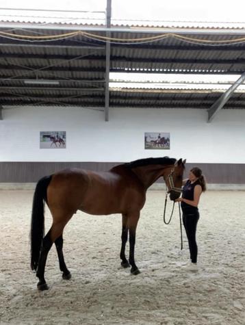 Ruiter zoekt ervaren paard beschikbaar voor biedingen