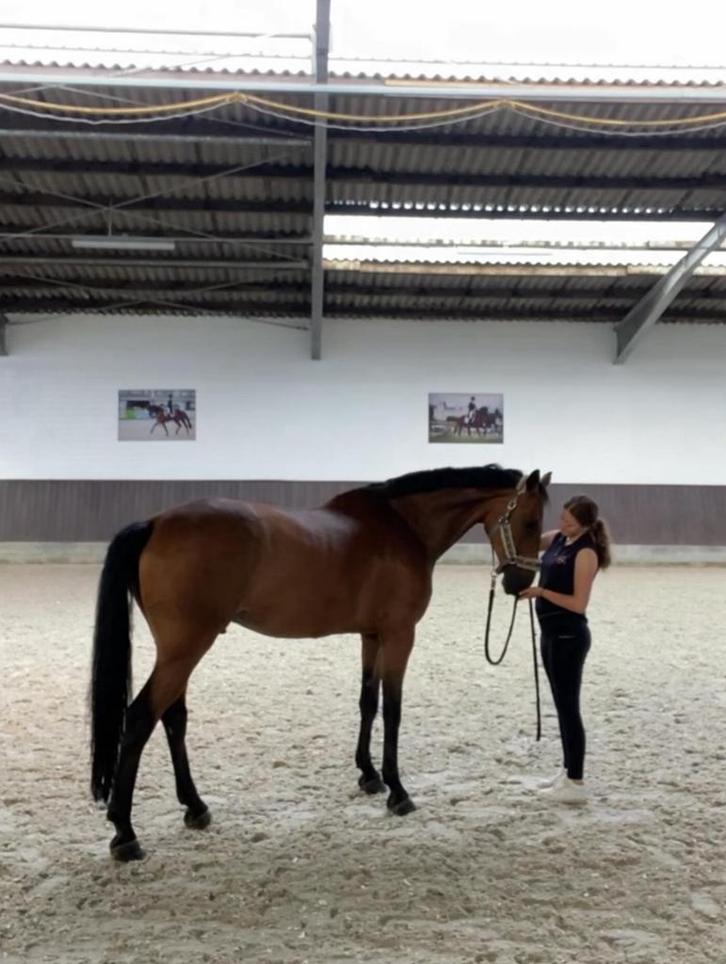 Ruiter zoekt ervaren paard, Dieren en Toebehoren, Stalling en Weidegang, Toebehoren, 2 of 3 paarden of pony's