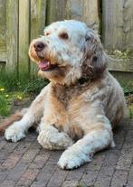 Labradoodle / goldendoodle dekreu, Dieren en Toebehoren, Honden | Retrievers, Spaniëls en Waterhonden, CDV (hondenziekte), Eén hond