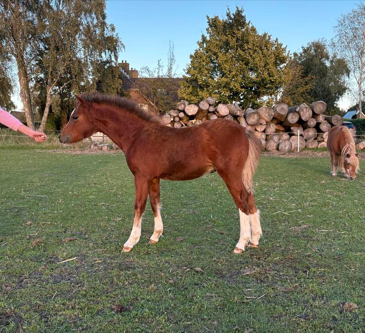 Welsh A hengstveulen, Dieren en Toebehoren, Paarden en Pony's | Dekhengsten en Fokmerries, Hengst