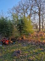 bamboe, Vaste plant, Bloeit niet, Halfschaduw, Ophalen