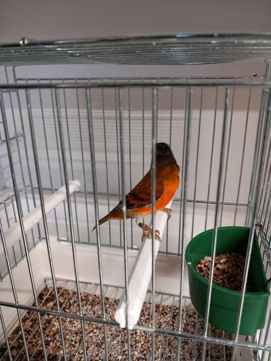 Bastaarden of kanaries man, Dieren en Toebehoren, Vogels | Overige Vogels, Mannelijk