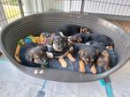 Kruising puppy's met vader Duitse Herder aangeboden, Particulier, Meerdere, 8 tot 15 weken, Meerdere dieren