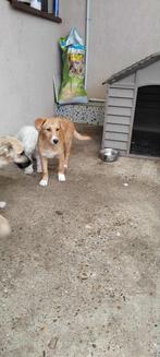 Medium kruising pups 4 maanden, Dieren en Toebehoren, Honden | Niet-rashonden, Particulier, Rabiës (hondsdolheid), 15 weken tot 1 jaar