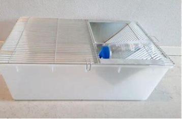  Nieuwe labbakken te koop bij csreptiles Venlo  beschikbaar voor biedingen
