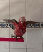 Rosé Kaketoe “Chico”, Dieren en Toebehoren, Vogels | Parkieten en Papegaaien, Mannelijk, Papegaai