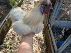 Isabel zijdehoen haantje, Dieren en Toebehoren, Mannelijk, Kip