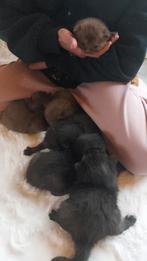 Prachtige cinnamon en zwarte Britse korthaar kittens., Dieren en Toebehoren, Katten en Kittens | Raskatten | Korthaar, Meerdere dieren