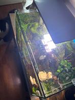 Superfish Aquarium Quadro 70 Pro wit., Ophalen, Gebruikt, Terrarium of Paludarium