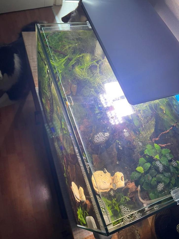 Superfish Aquarium Quadro 70 Pro wit., Dieren en Toebehoren, Reptielen en Amfibieën | Toebehoren, Gebruikt, Terrarium of Paludarium