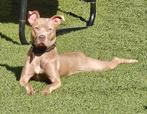 Stafford X pups verwacht, 8 tot 15 weken, Meerdere, Meerdere dieren, Nederland