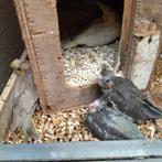 4 jonge valkparkieten 1 cinnamon 2 x wildkleur 1witte lutino, Dieren en Toebehoren, Meerdere dieren, Tam