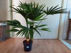 Livistona Rotundifolia - Waaierpalm H: 115 cm., Ophalen, 100 tot 150 cm, Palm, Halfschaduw