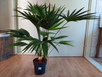 Livistona Rotundifolia - Waaierpalm H: 115 cm. beschikbaar voor biedingen