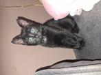 Kitten 8 weken vrouwtje, Dieren en Toebehoren, Katten en Kittens | Overige Katten, Poes