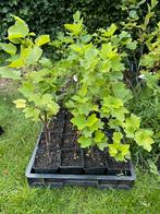 Rose aalbes “Pink Champagne’, Ophalen of Verzenden, Zomer, Volle zon