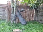 Vlaamse reus ram, Dieren en Toebehoren, Konijnen, Meerdere dieren, Dwerg