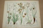 Antieke kleurensteendruk - Grassen o.a. Cypergras - ca 1870!, Ophalen of Verzenden