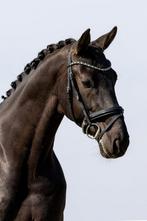 *in prijs verlaagd* knappe 5 jarige ruin van glamourdale, Dieren en Toebehoren, Ruin, Dressuurpaard, 3 tot 6 jaar