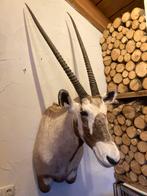 Oryx,spiesbok,preparaat,opgezet,taxidermie,hoorns,geweien, Opgezet dier, Gebruikt, Ophalen