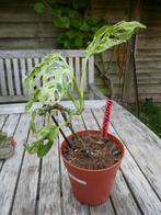 monstera frozen freckless met sceletbladeren., Overige soorten, In pot, Minder dan 100 cm, Groene kamerplant