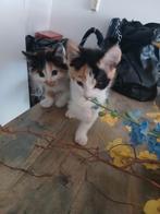 Kittens mogen bijna hun nestje verlaten