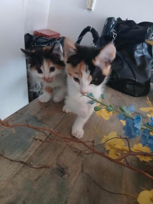 Kittens mogen bijna hun nestje verlaten, Dieren en Toebehoren, Katten en Kittens | Dekkaters