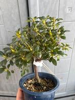 Azalea bonsai(rhododendron), Halfschaduw, Overige soorten, Lente, Minder dan 100 cm