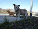 Honden oppas aangeboden, Ophalen of Verzenden