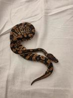 Harlequin  – triple het Desert Ghost / Clown / Pied (2025), Slang, 0 tot 2 jaar