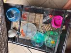 Hamsterkooi, Dieren en Toebehoren, Knaagdieren en Konijnen | Hokken en Kooien, Ophalen, Kooi, Gebruikt, 60 tot 90 cm