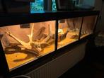Koppel baardagamen inclusief groot terrarium, Dieren en Toebehoren, Ophalen, Zo goed als nieuw