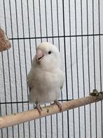 Agapornis dwerg papagaai vogel, Geslacht onbekend, Dwergpapegaai of Agapornis