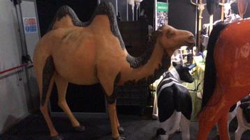 Levens echte polyester kameel beschikbaar voor biedingen
