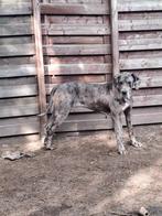 Twéé Deense dog teven beschikbaar !!!., Rabiës (hondsdolheid), Overige rassen, 1 tot 2 jaar, Teef