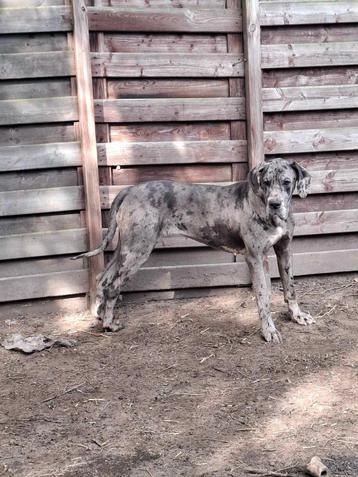 Twéé Deense dog teven beschikbaar !!!. beschikbaar voor biedingen