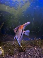 8x Maanvissen school, Dieren en Toebehoren, Vissen | Aquariumvissen, Vis
