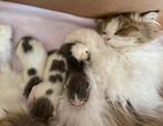 Britse langhaar kittens, Dieren en Toebehoren, Meerdere dieren, Ontwormd