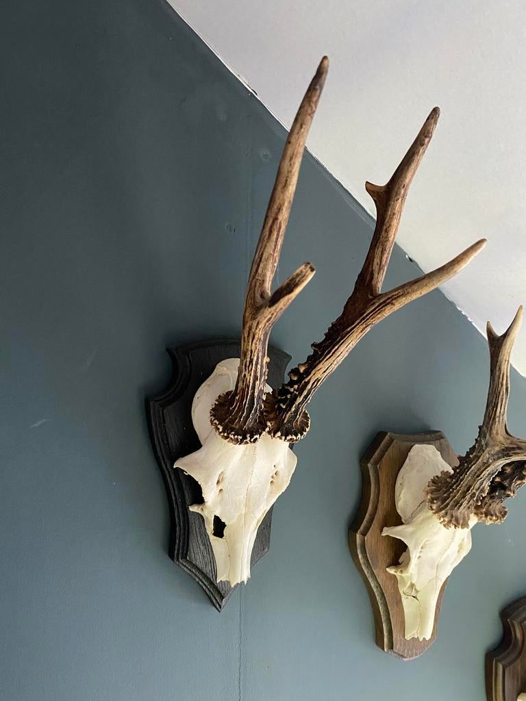 Drie geweitjes, Verzamelen, Dierenverzamelingen, Ophalen of Verzenden, Gebruikt, Hert, Gewei of Kop