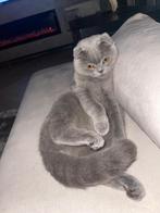 Scottish fold, Dieren en Toebehoren, Katten en Kittens | Raskatten | Korthaar, Poes, Gechipt, 3 tot 5 jaar