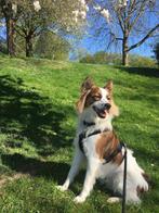 Ter dekking aangeboden kooiker x sheltie, Dieren en Toebehoren, Rabiës (hondsdolheid), Reu, Eén hond, 3 tot 5 jaar