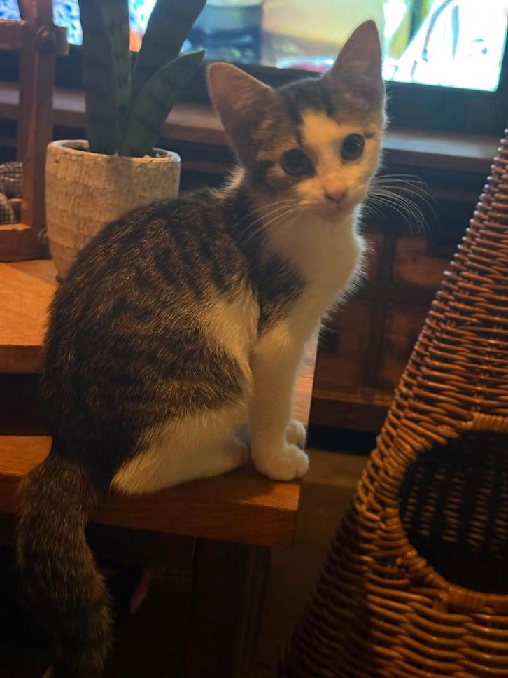 Hallo ik ben suusje ik ben 12 weken oud, Dieren en Toebehoren, Katten en Kittens | Overige Katten, Poes