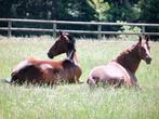 Vakantie stalling paard(en)  aangeboden, Weidegang