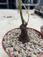 Caudex Euphorbia Dilobadena Herkomst Tanzania, Huis en Inrichting, Kamerplanten, Overige soorten, In pot, Minder dan 100 cm, Bloeiende kamerplant