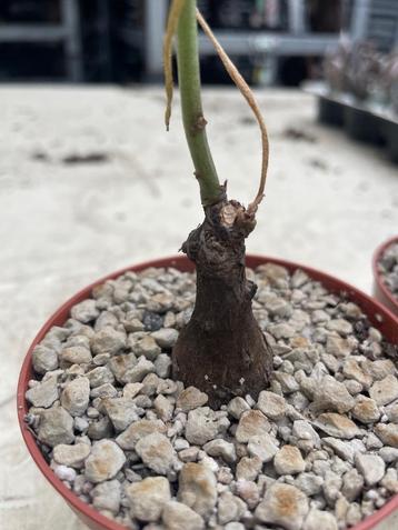 Caudex Euphorbia Dilobadena Herkomst Tanzania  beschikbaar voor biedingen