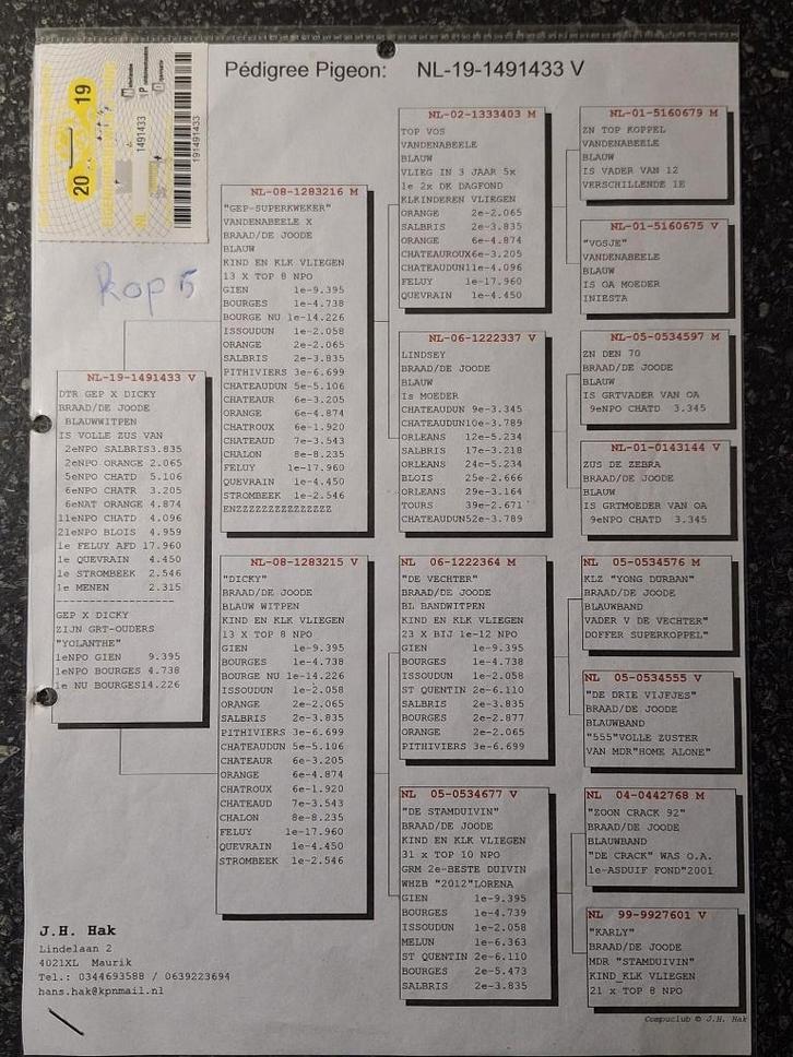 Rechtstreekse  Hans hak  ''GEP X  DICKY'' lijn, Dieren en Toebehoren, Vogels | Duiven, Postduif, Mannelijk