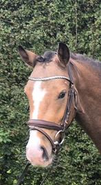 Super chique valk merrie, Merrie, Gechipt, Dressuurpony, 3 tot 6 jaar