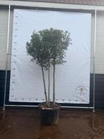 Driestammige steeneik, Tuin en Terras, Planten | Bomen, Ophalen, Volle zon, Overige soorten, Minder dan 100 cm